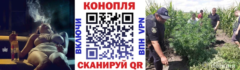 сколько стоит  Кашин  Бошки марихуана тримм 